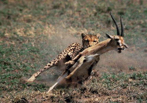 动物世界在线观看免费,免费在线观看，探索自然奇观之旅