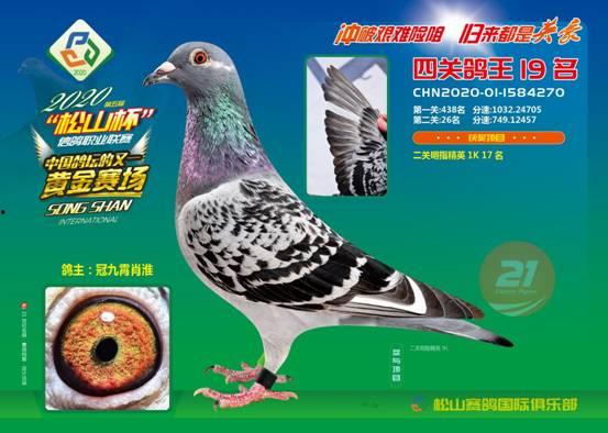 鸽王稻草爆料视频下载,一场惊心动魄的下载之旅